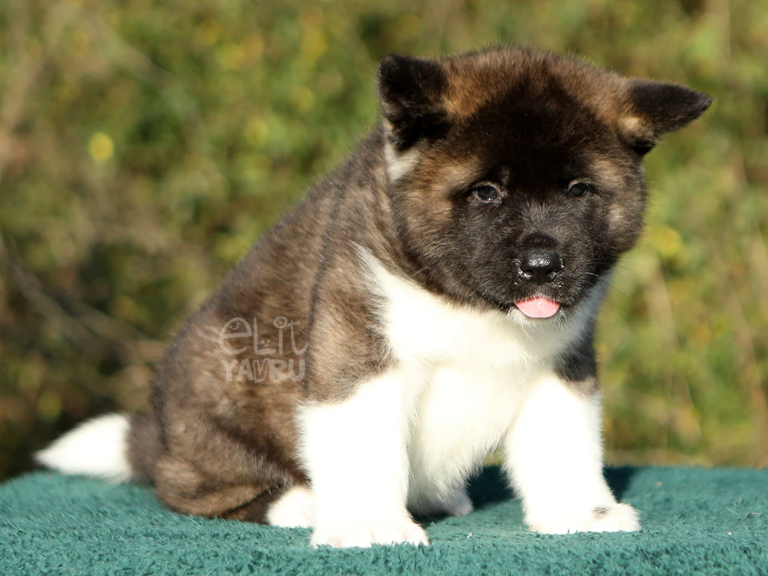 Akita inu Ava 3