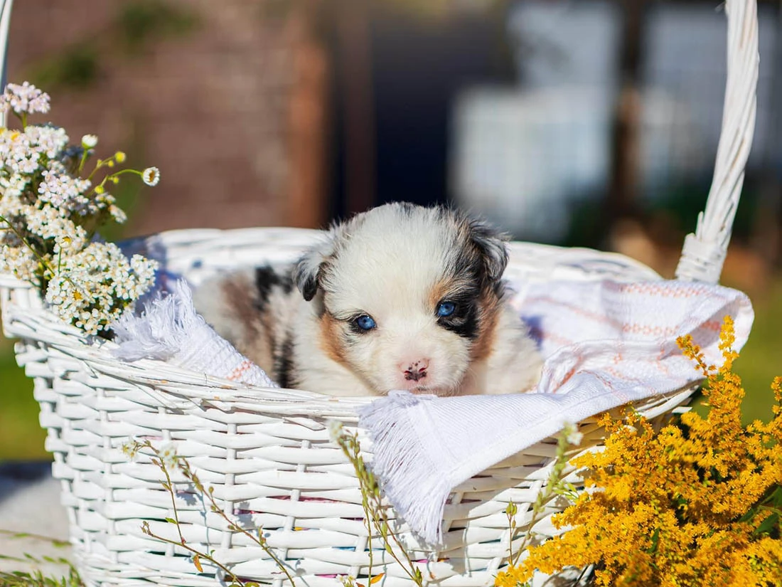 Australian Shepherd Arthur 6