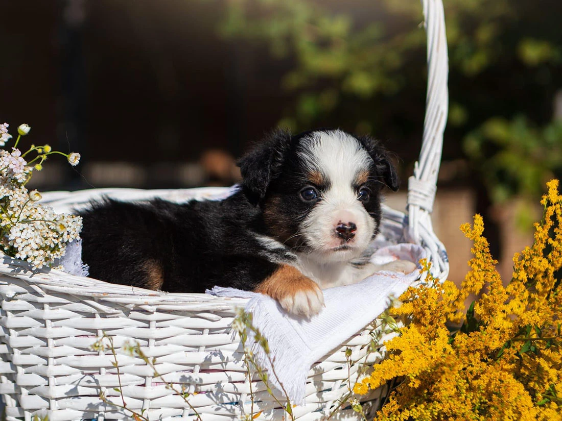 Australian Shepherd Arthur 5