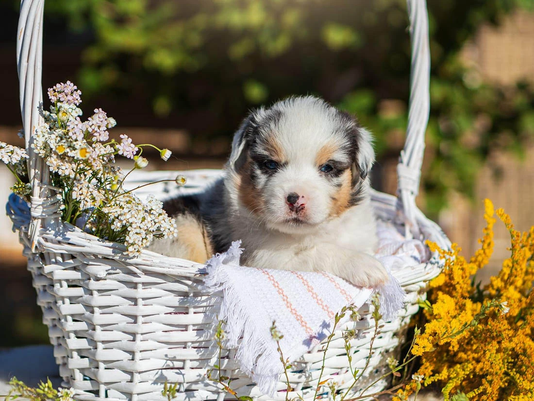 Australian Shepherd Arthur