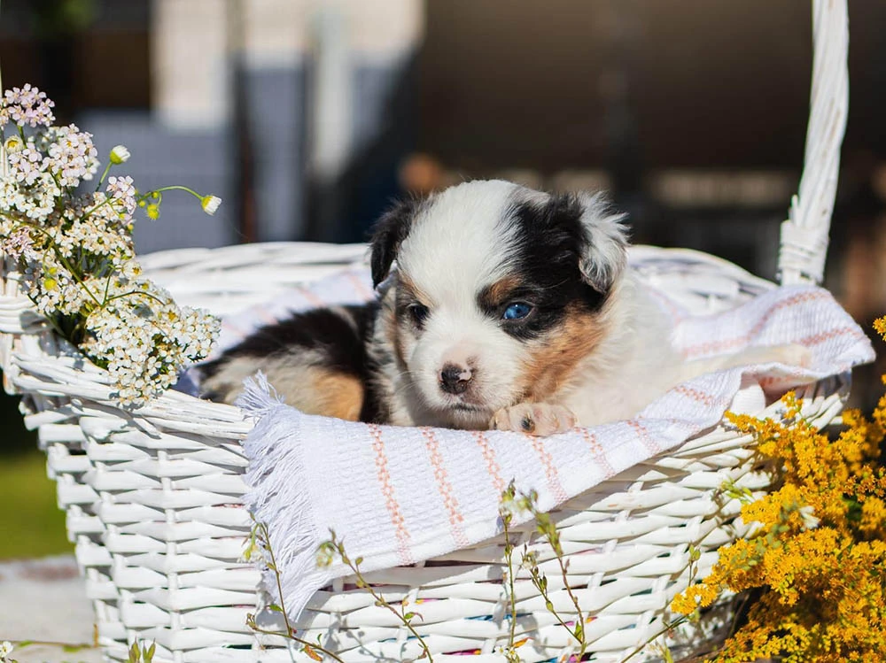 Australian Shepherd Arthur 4