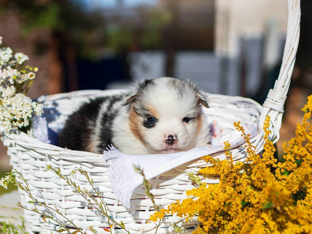 Australian Shepherd Arthur 1