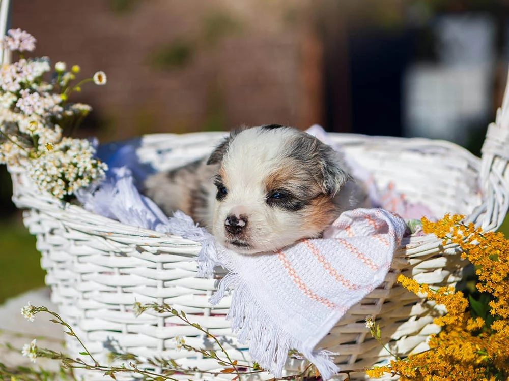 Australian Shepherd Arthur 2