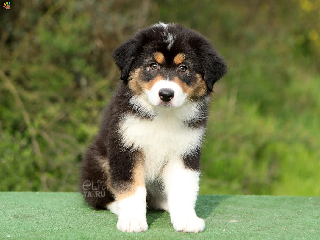 Australian Shepherd Eddy
