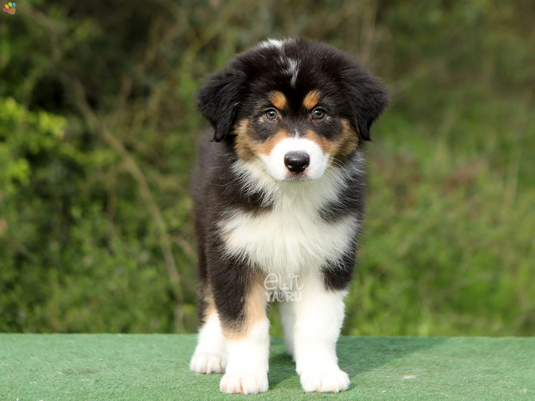 Australian Shepherd Eddy 2