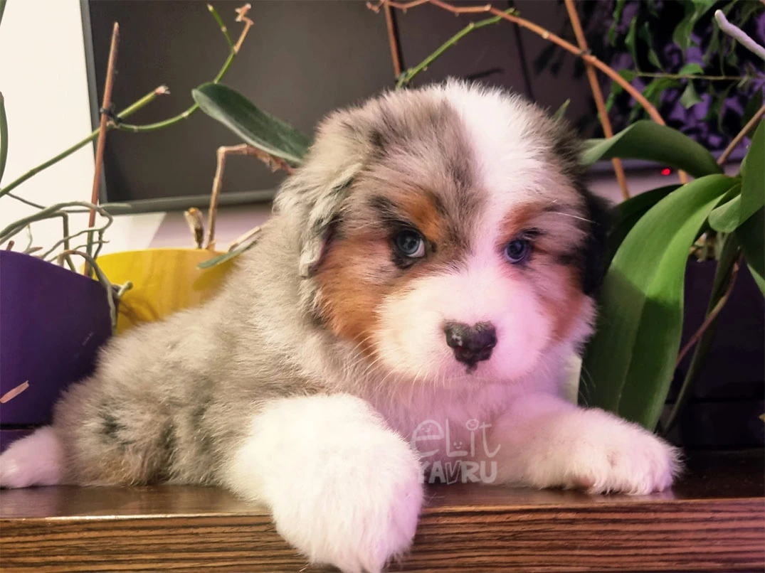 Australian Shepherd Edward