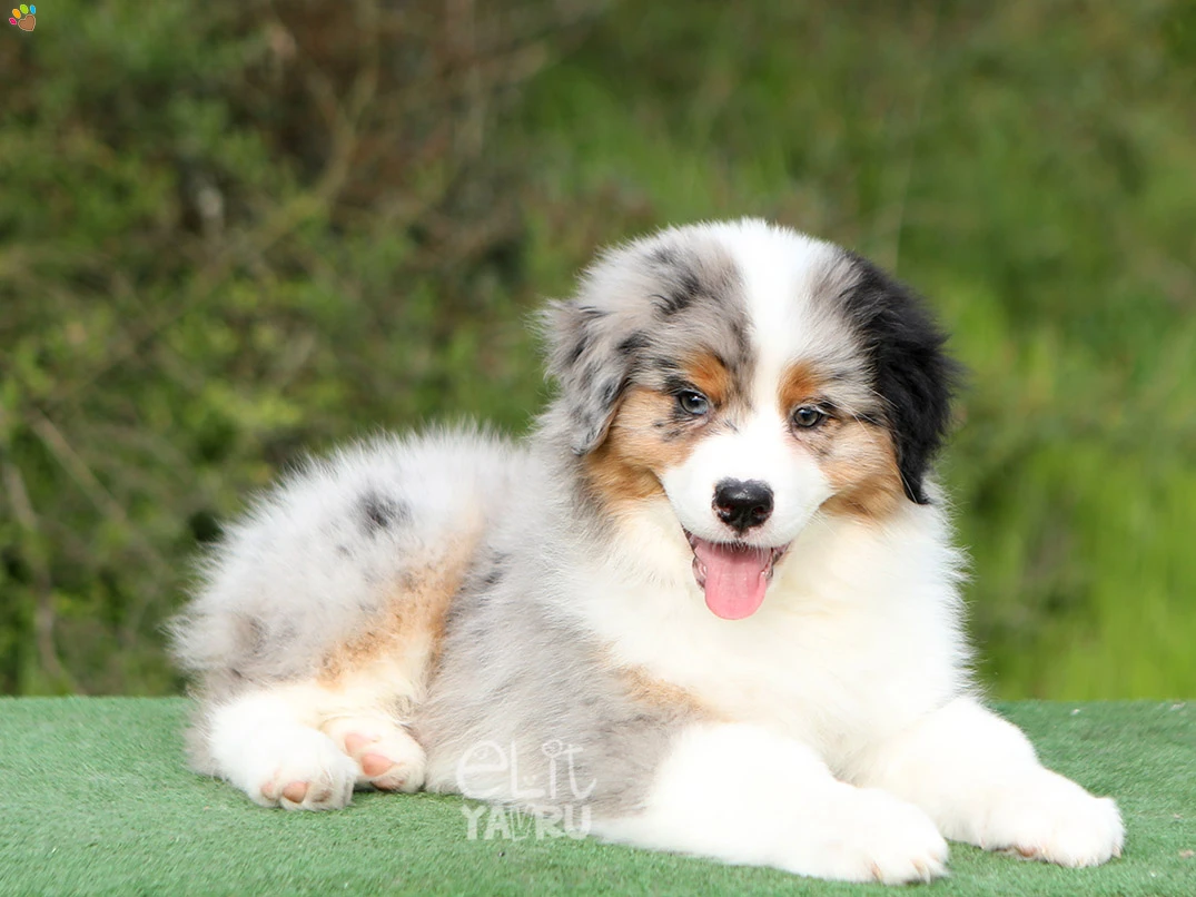 Australian Shepherd Edward
