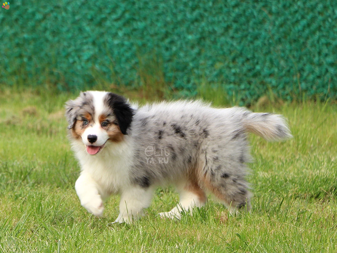 Australian Shepherd Edward 1