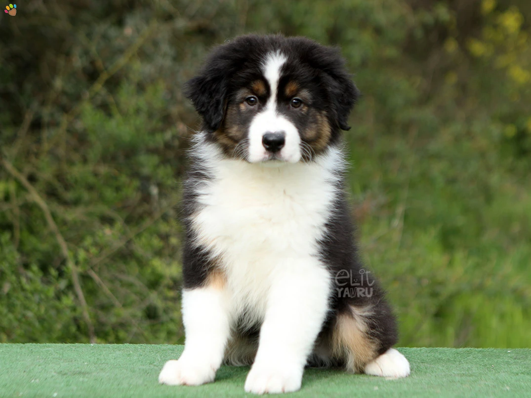 Australian Shepherd Harley 5