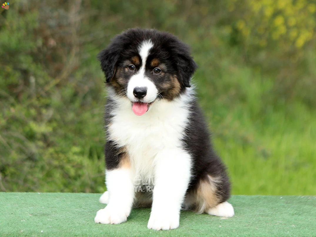 Australian Shepherd Harley 2