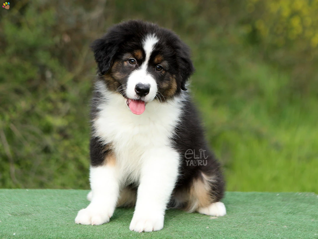 Australian Shepherd Harley 3