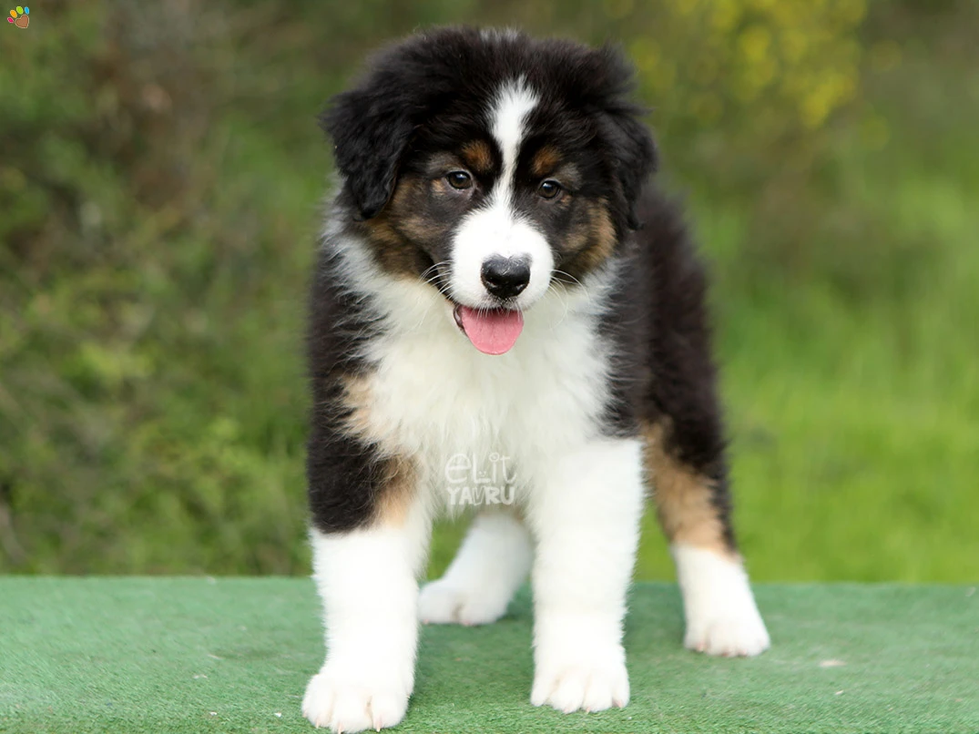 Australian Shepherd Harley 4