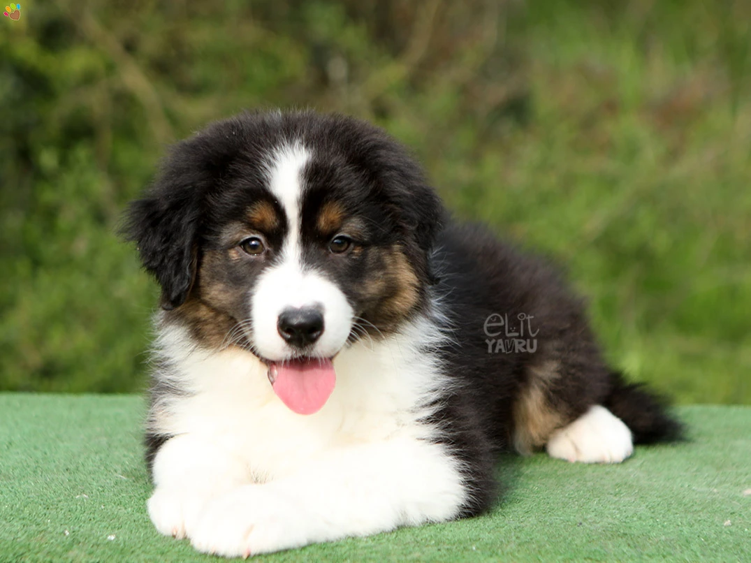 Australian Shepherd Harley