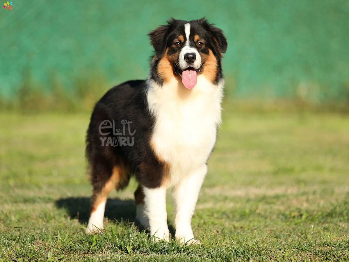 Australian Shepherd Harley