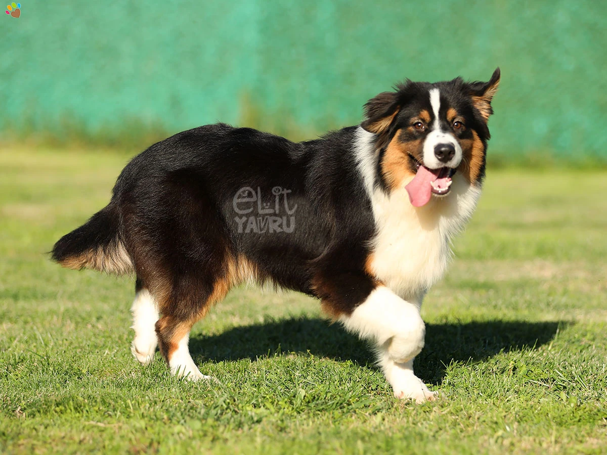 Australian Shepherd Harley 2