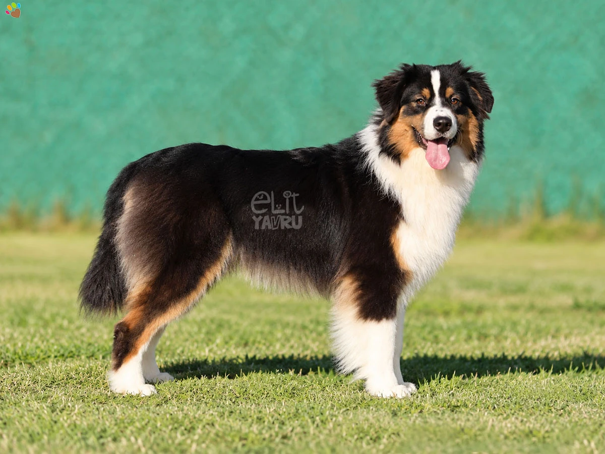 Australian Shepherd Harley 1