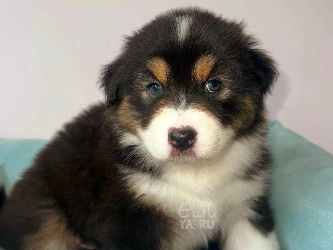 Australian Shepherd Eddy 1