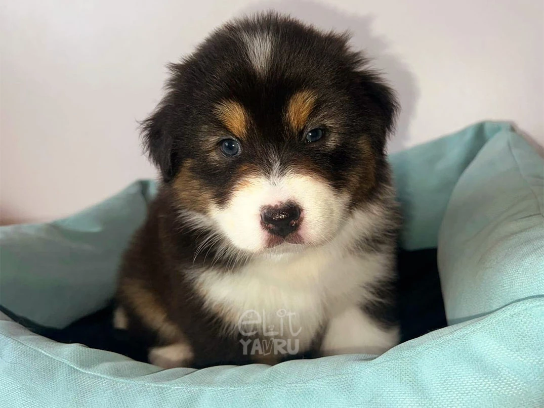 Australian Shepherd Eddy