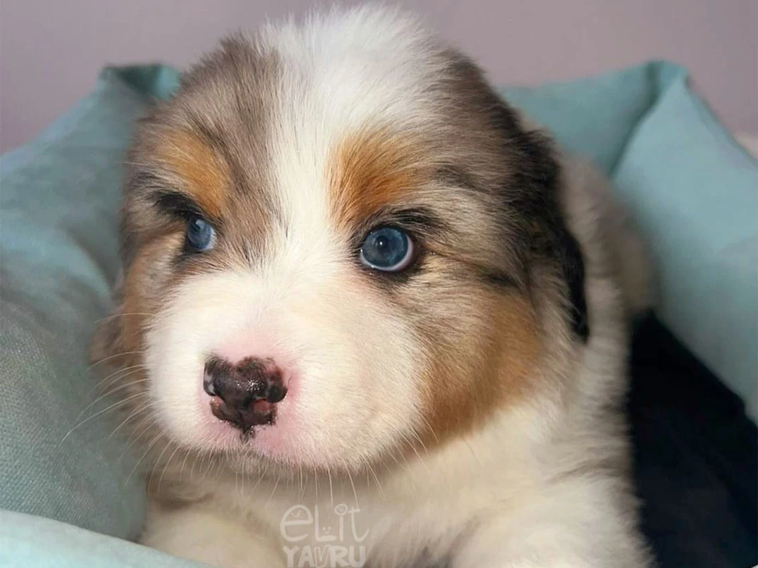 Australian Shepherd Edward