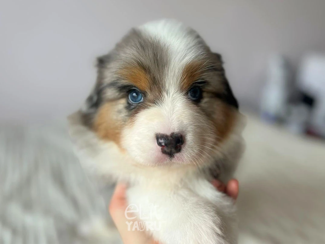 Australian Shepherd Edward 1