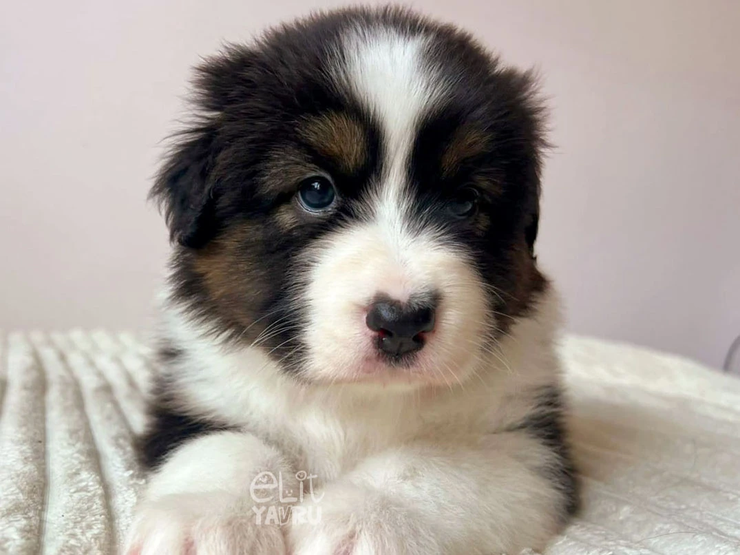 Australian Shepherd Harley 1