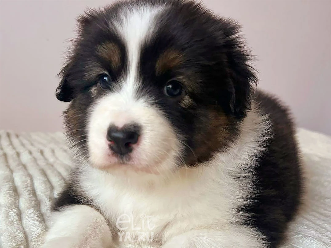 Australian Shepherd Harley