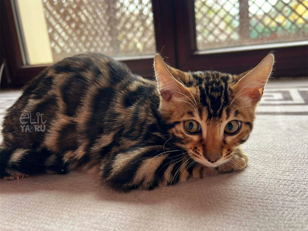 Bengal Rusty 1