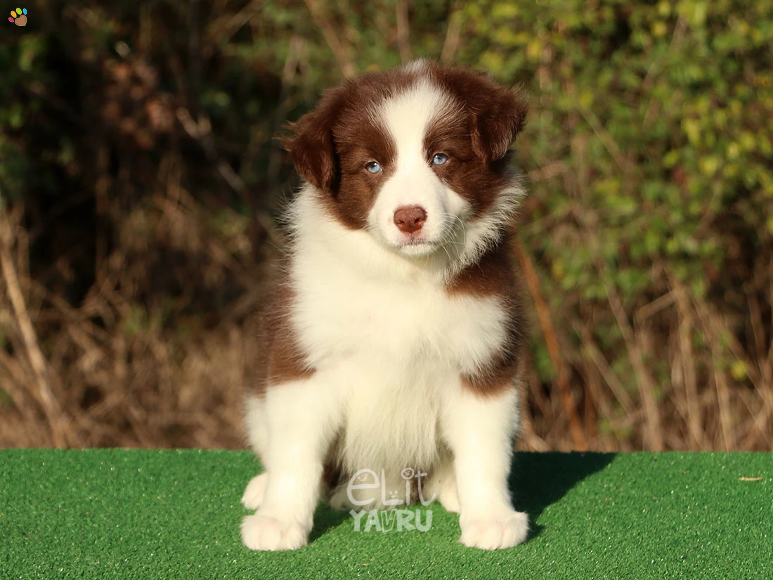 Border Collie Bailey 2
