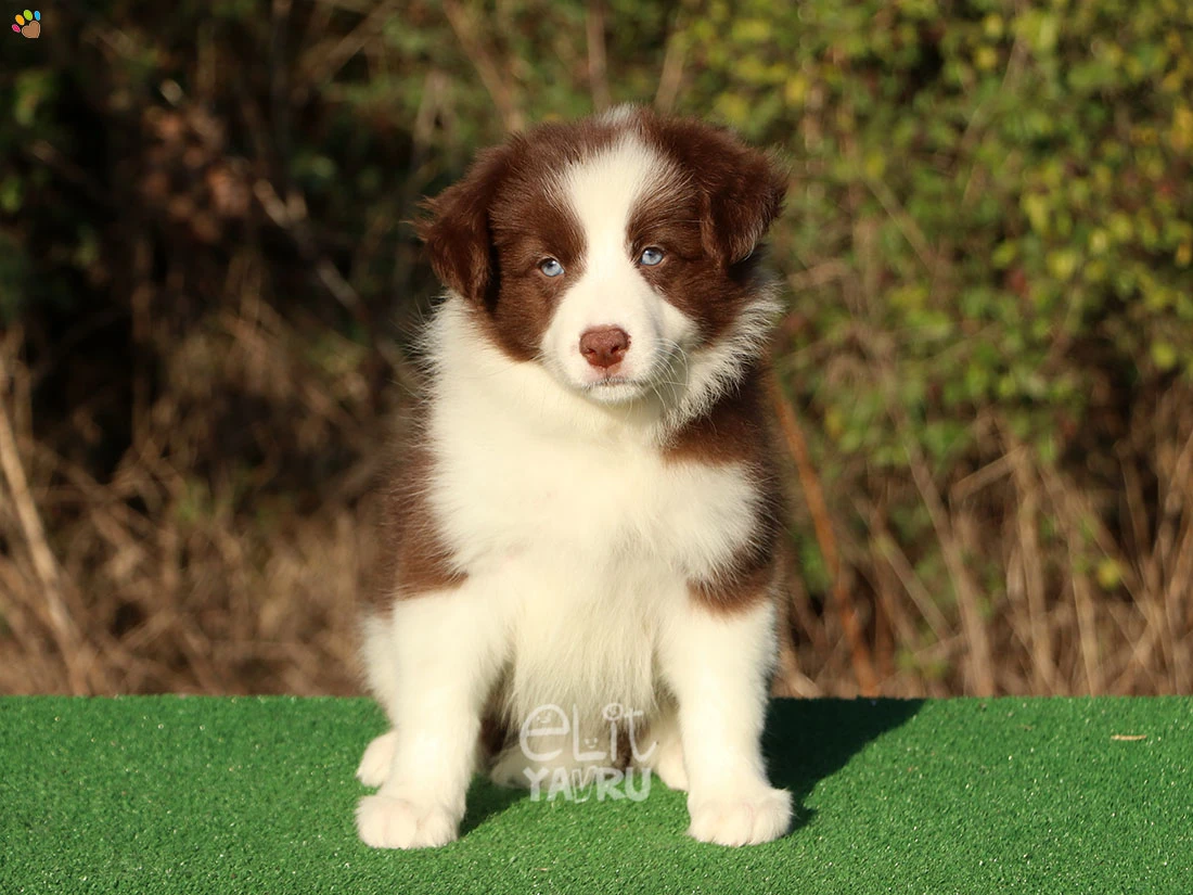Border Collie Bailey