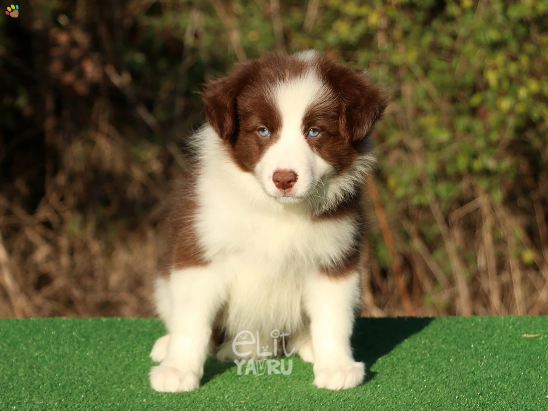 Border Collie Bailey 4