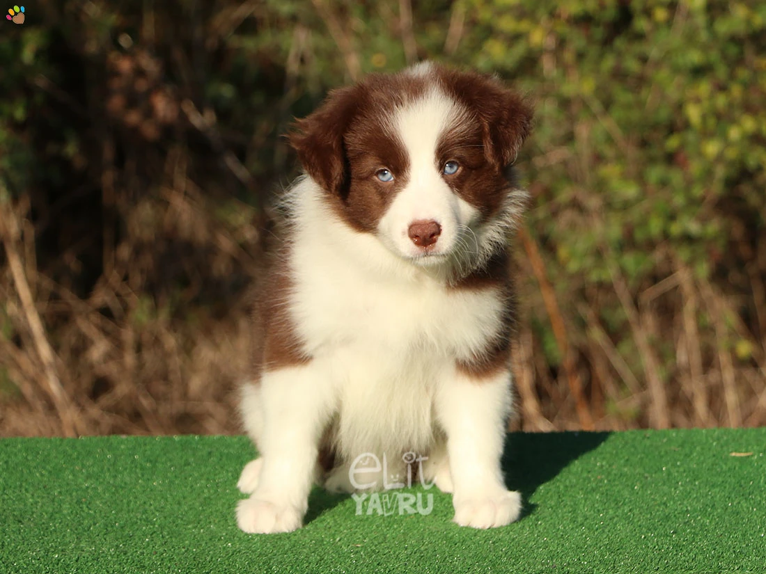 Border Collie Bailey 1