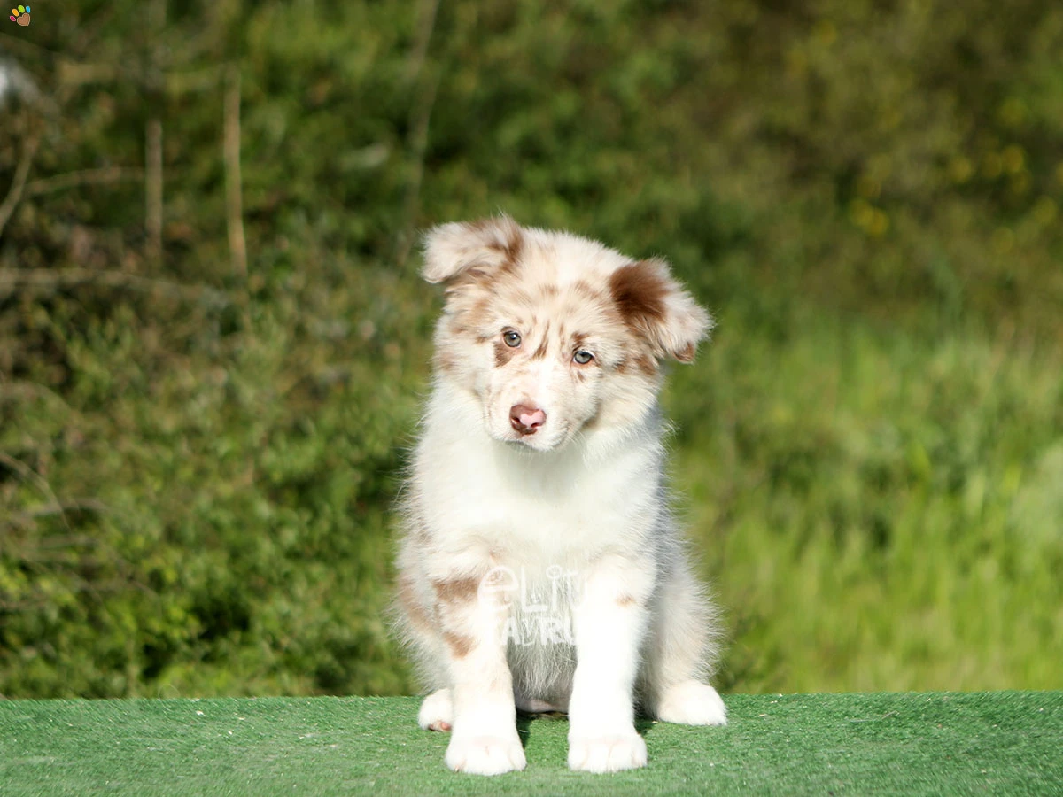 Border Collie Bambi