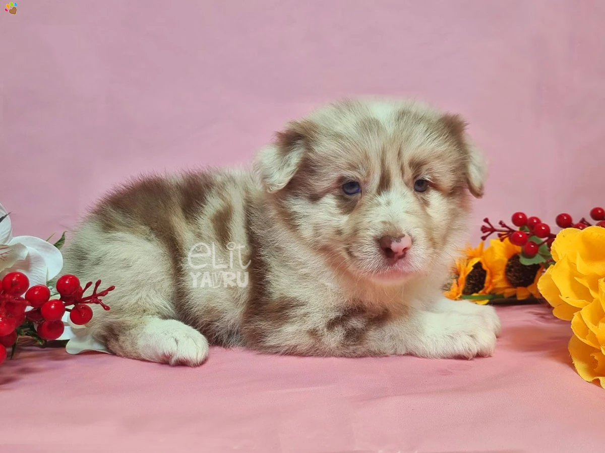 Border Collie Bambi 2