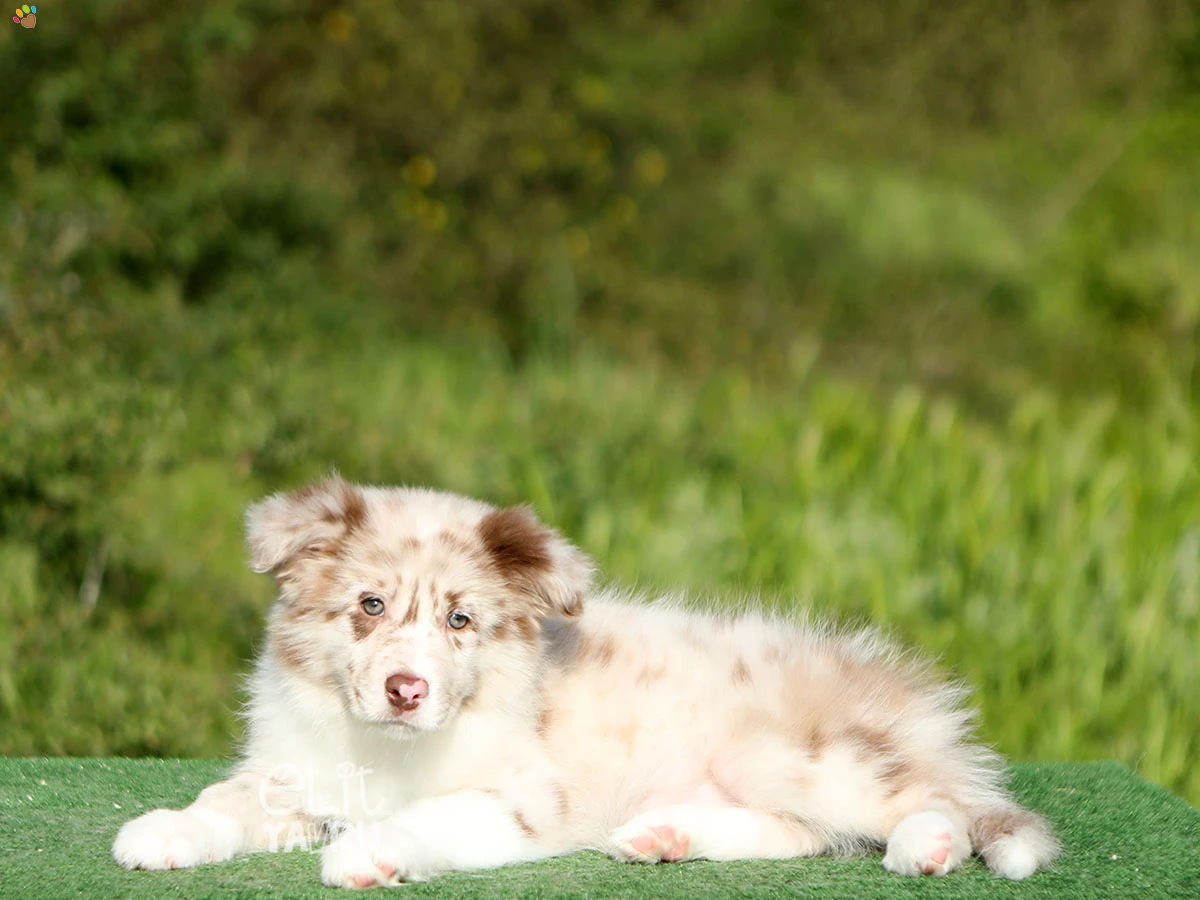 Border Collie Bambi 1