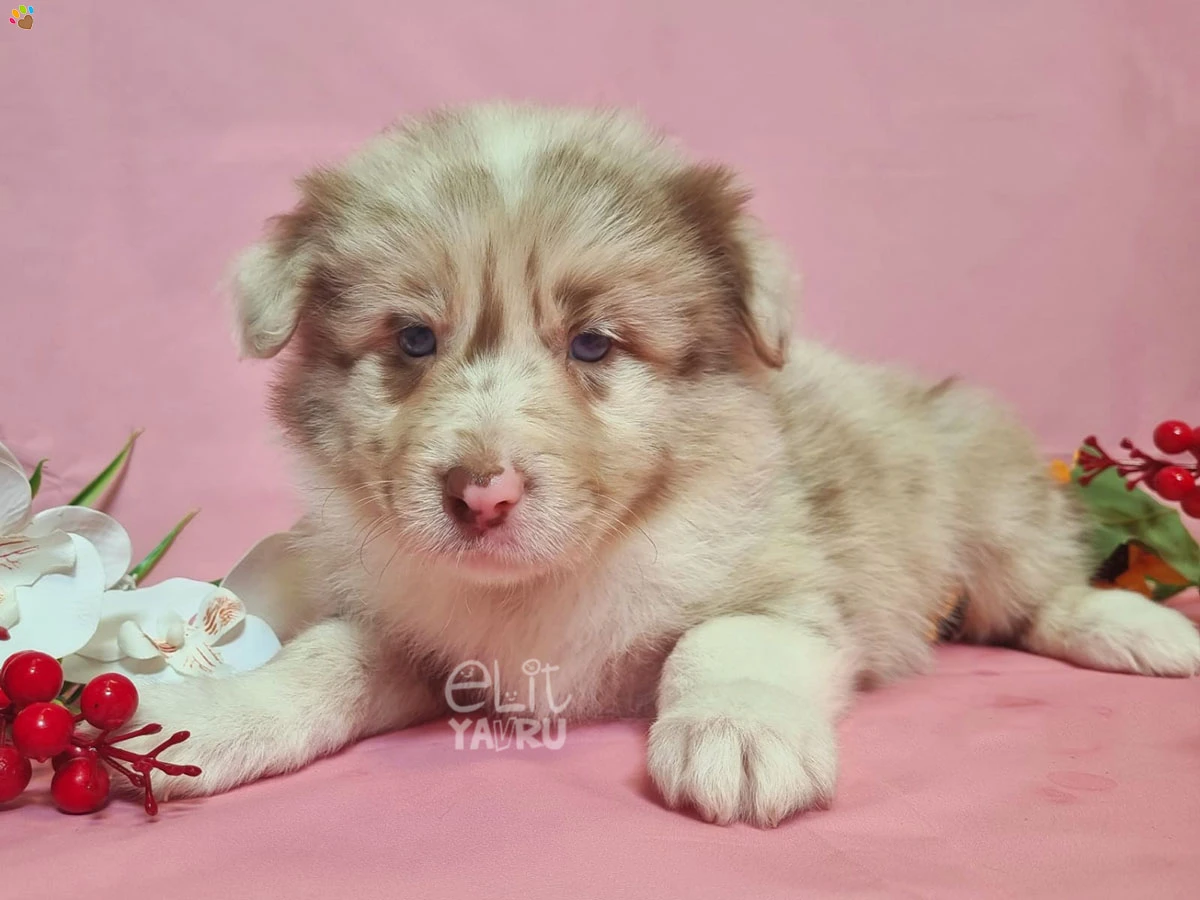 Border Collie Bambi
