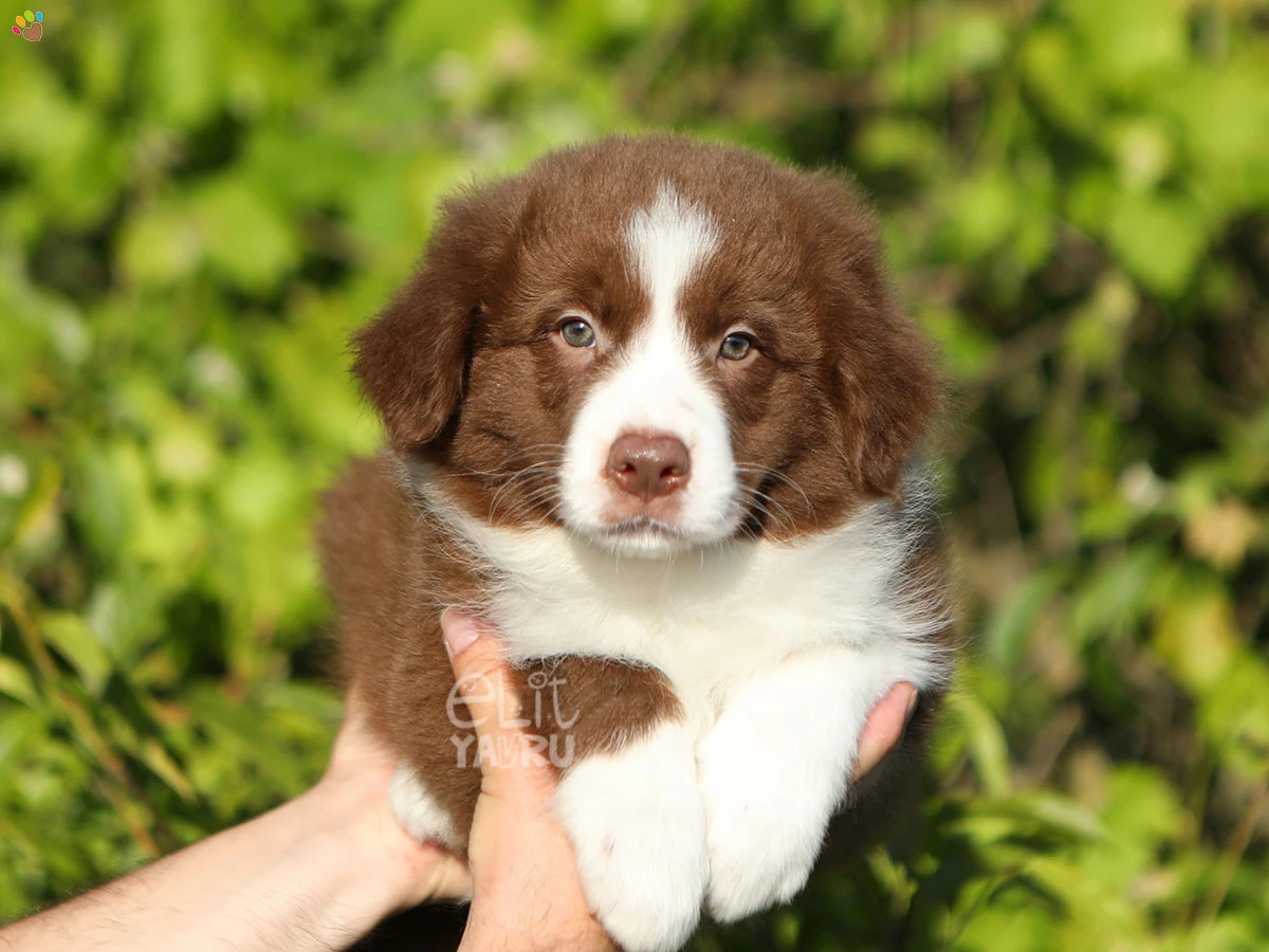 Border Collie Bandit