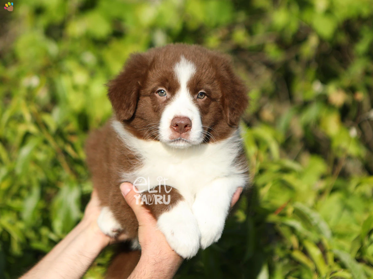 Border Collie Bandit 1