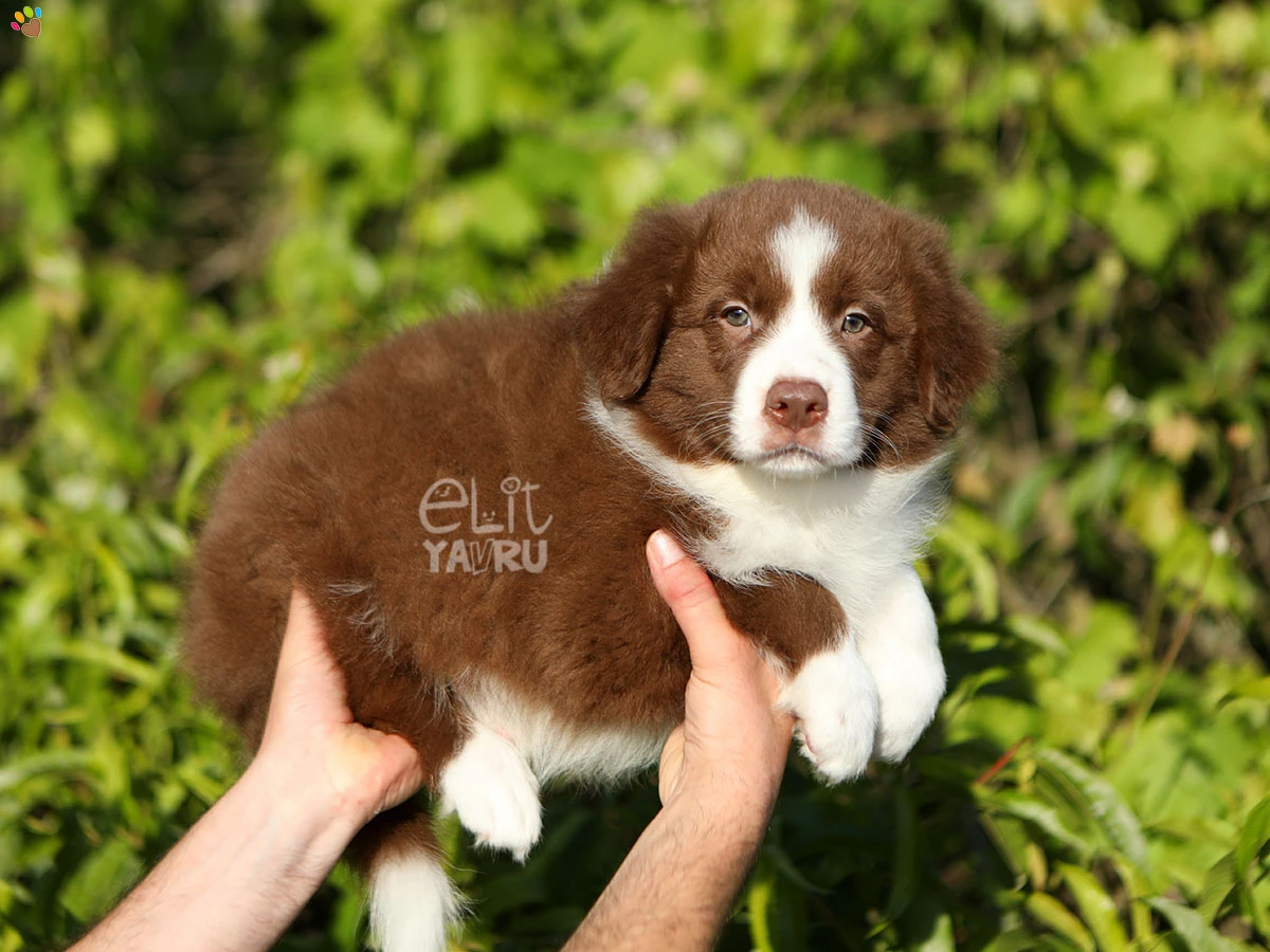 Border Collie Bandit 2