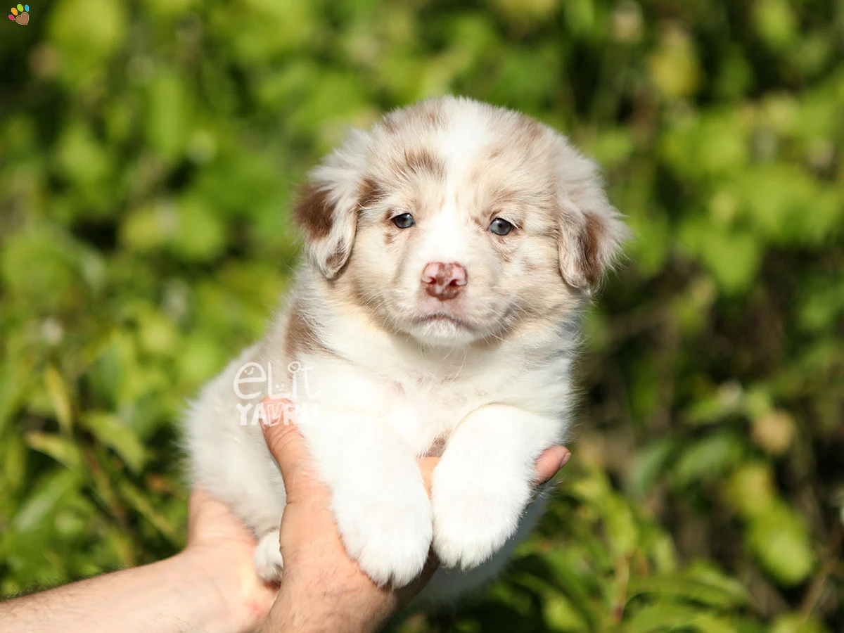 Border Collie Banjo 3