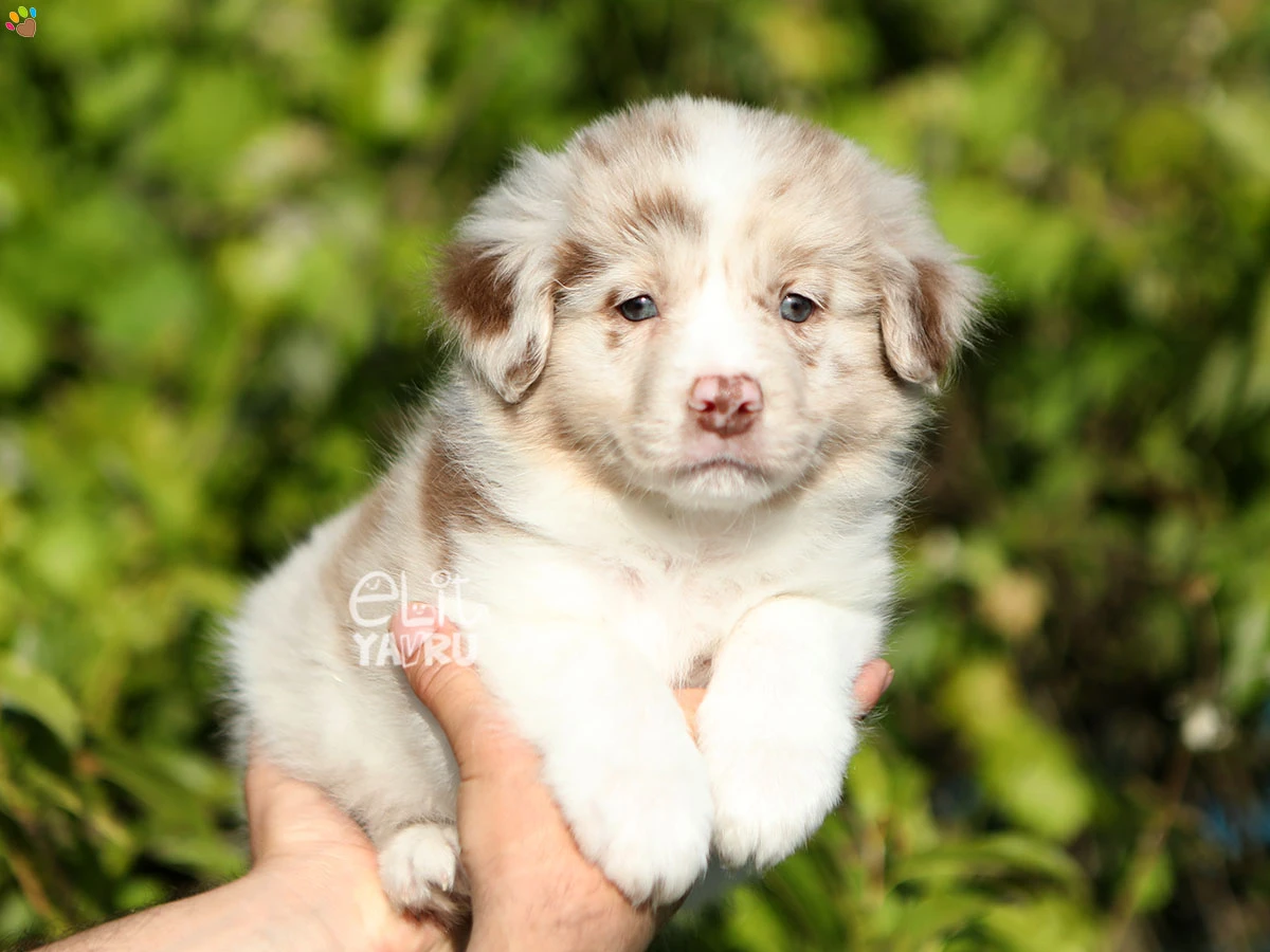 Border Collie Banjo
