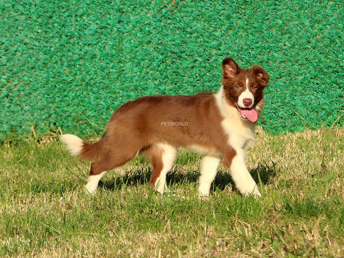 Border Collie Barney 3