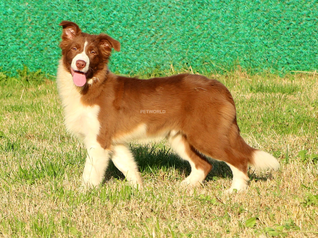 Border Collie Barney