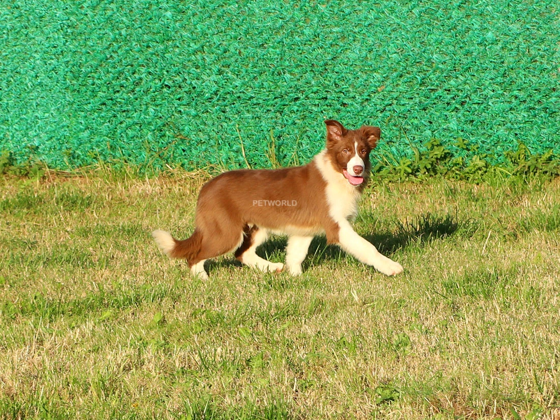 Border Collie Barney 2