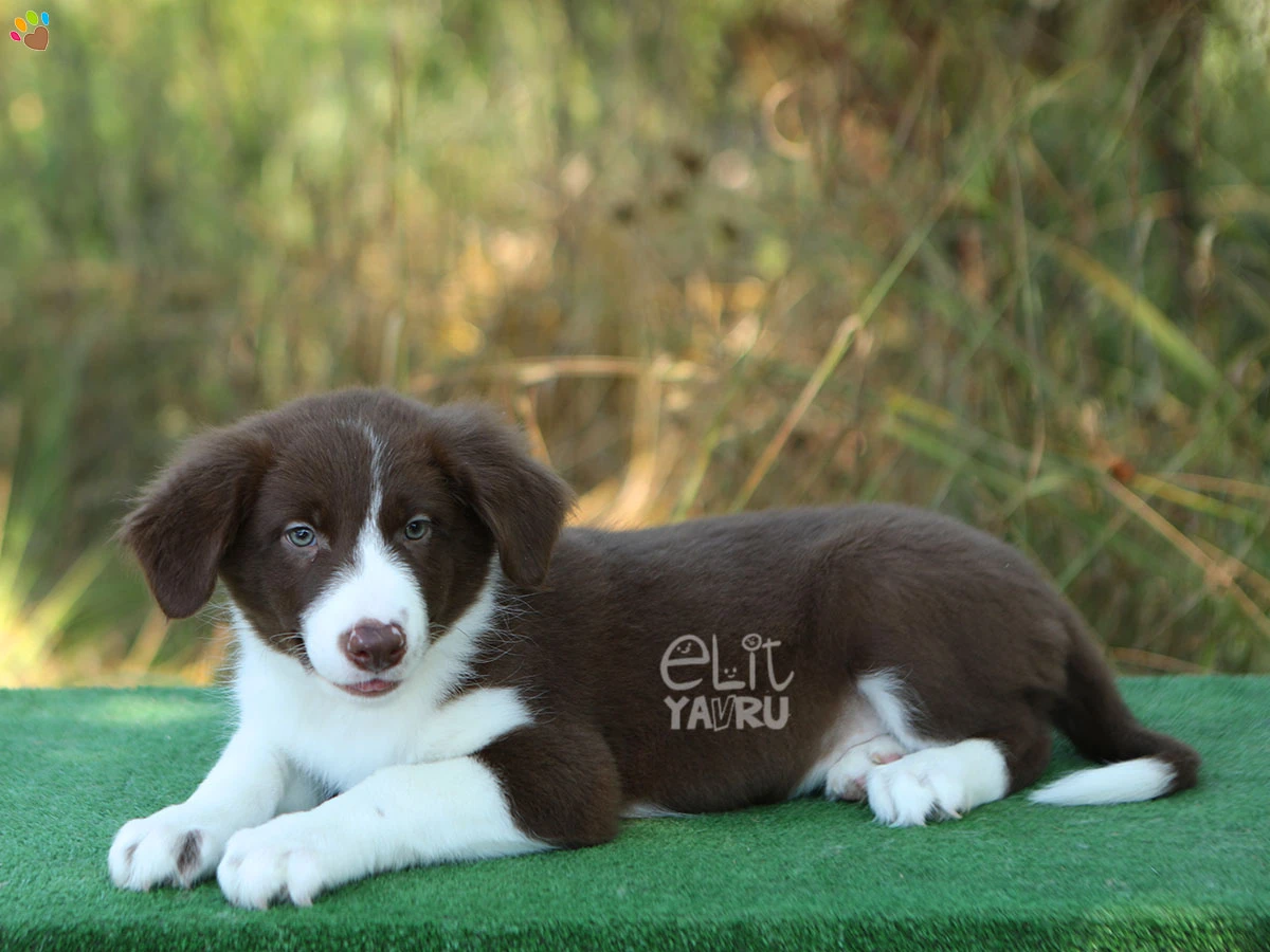 Border Collie Bernie 1