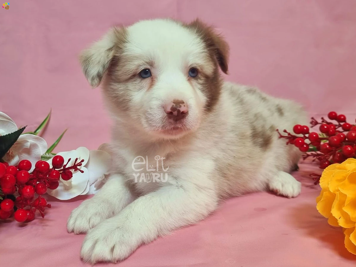 Border Collie Bianca 3