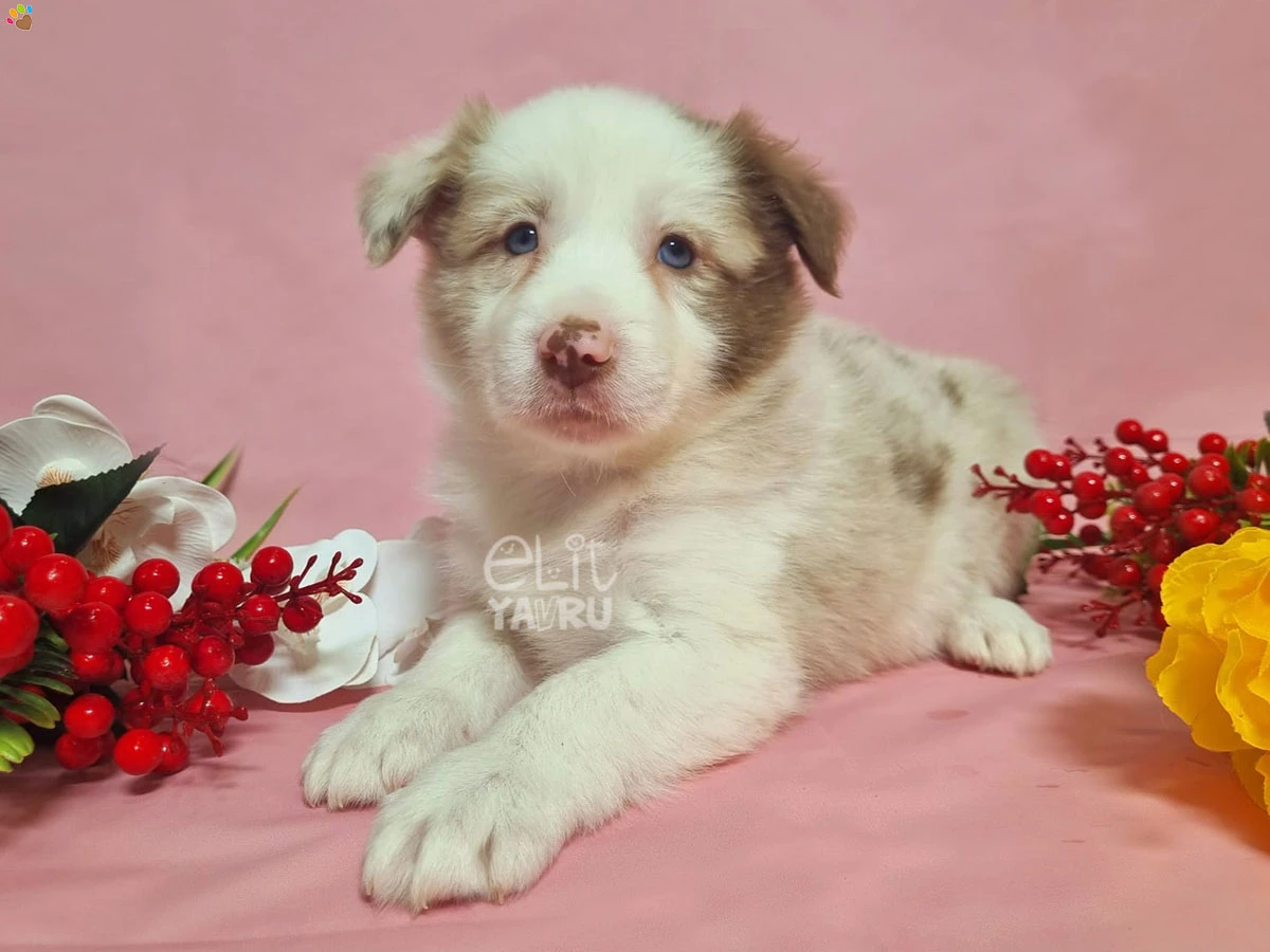 Border Collie Bianca