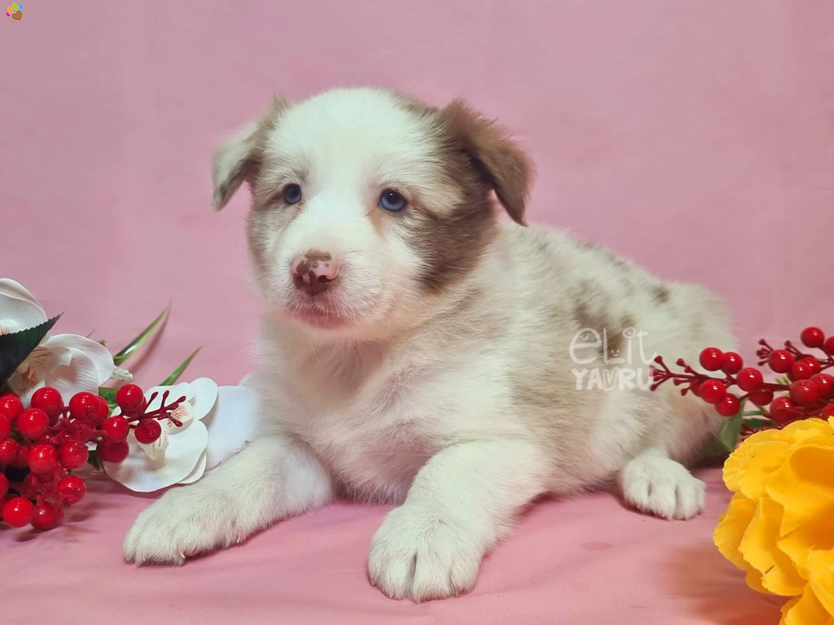 Border Collie Bianca 2