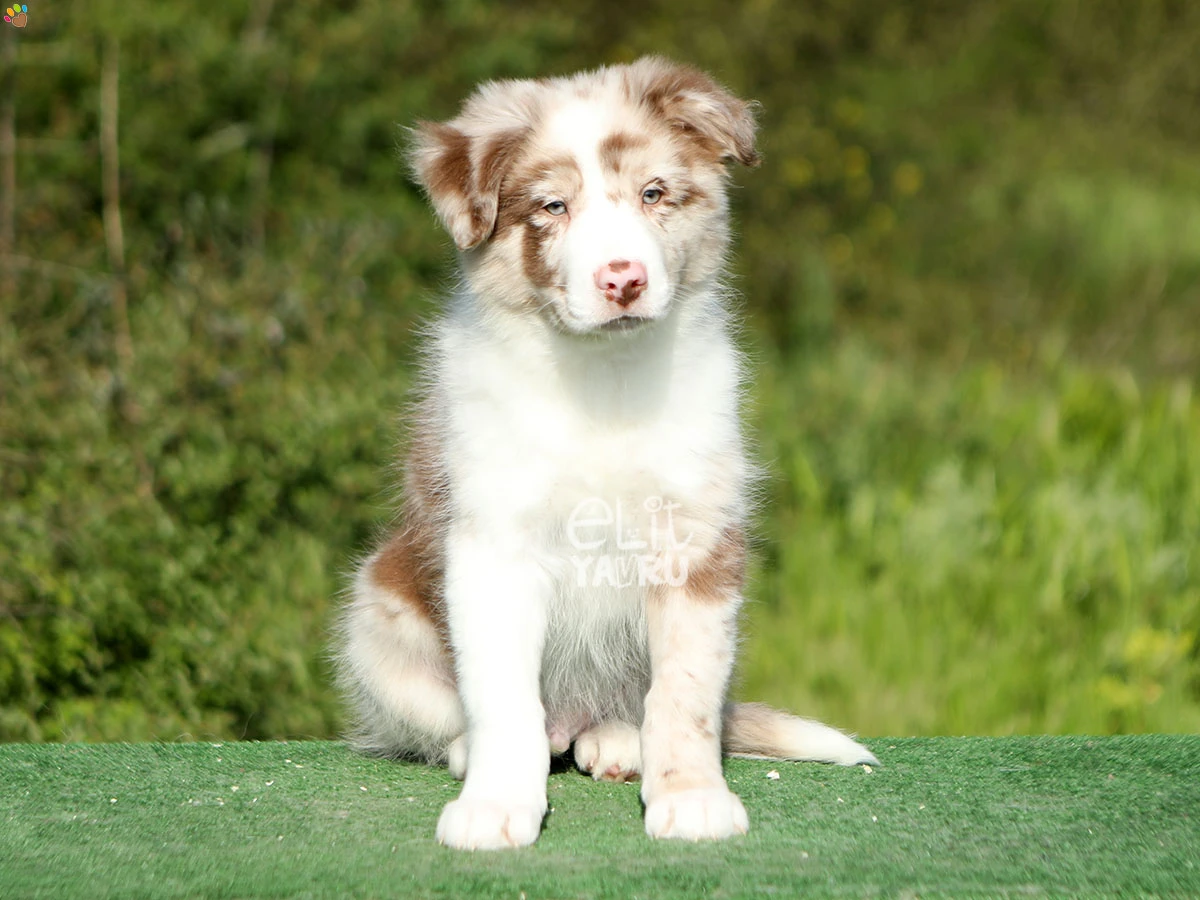Border Collie Billy