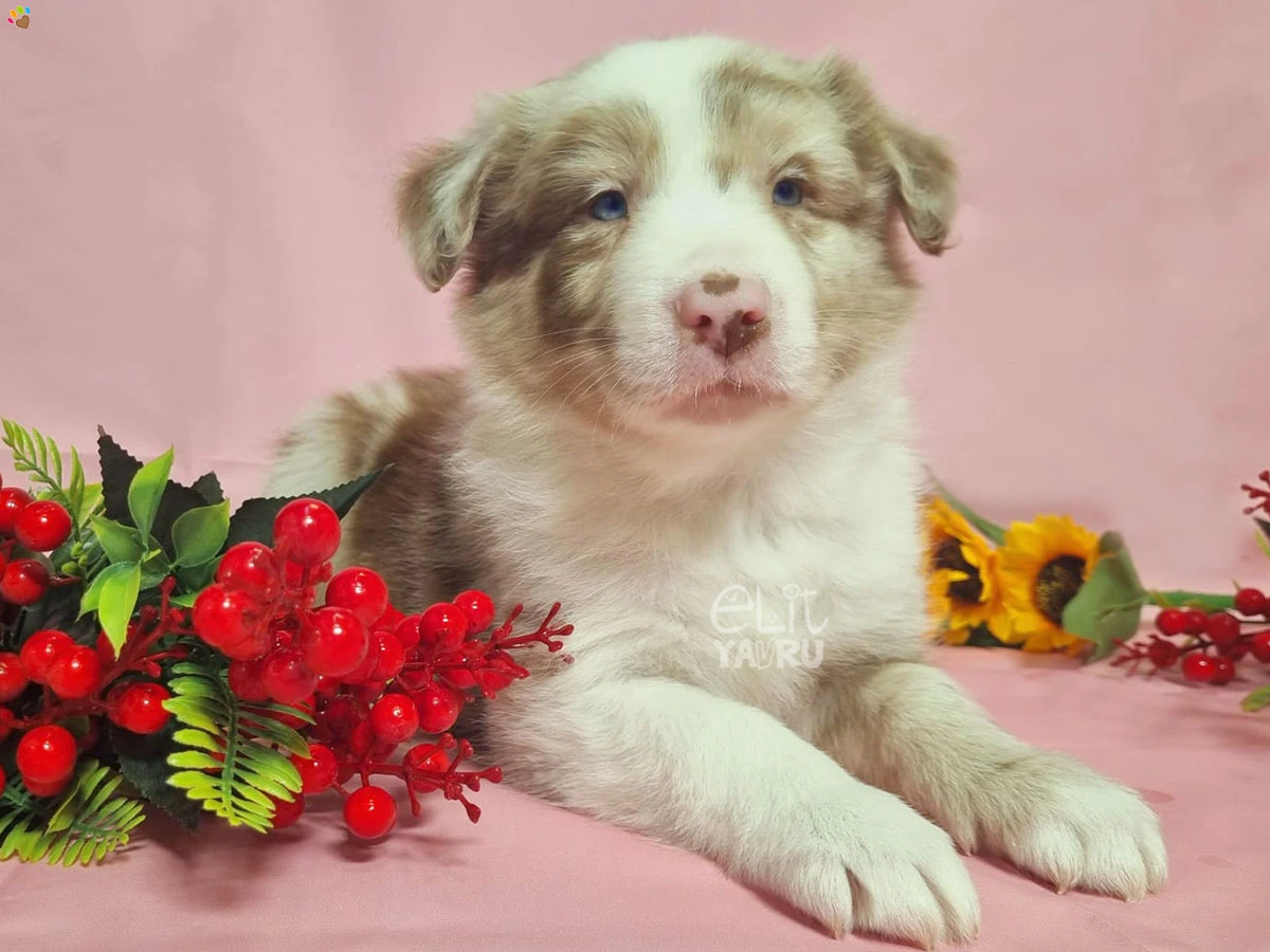 Border Collie Billy