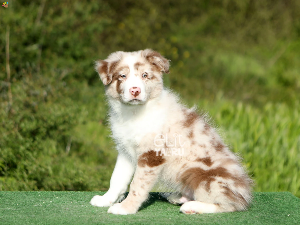 Border Collie Billy 1